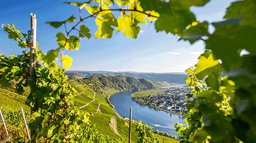 13 Weinanbaugebiete Deutschlands