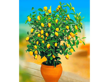 Zitronen-Bäumchen,1 Pflanze Citrus limon Zitruspflanze