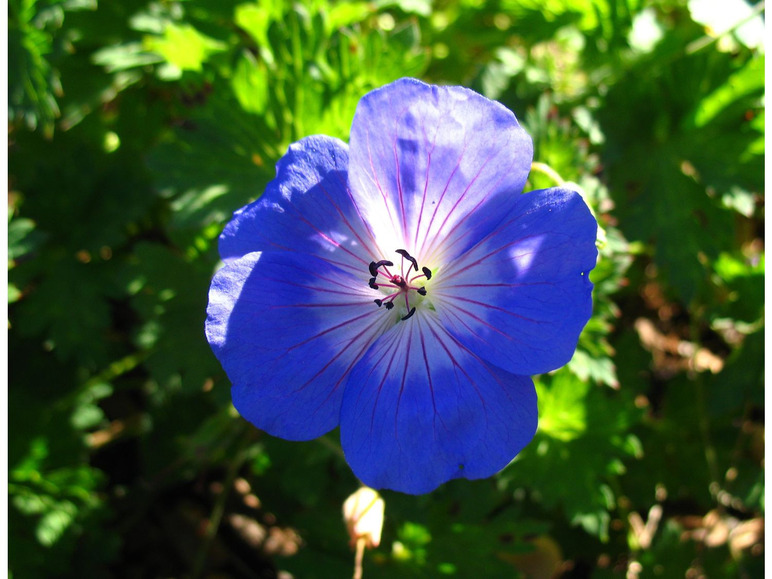 Gehe zu Vollbildansicht: Storchenschnabel, 3 Pflanzen, blau blühend - Bild 2