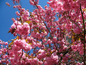 Ein Baum voller rosa Blüten vor blauem Himmel.