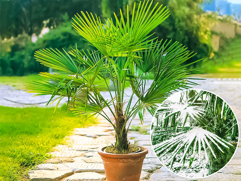 Gehe zu Vollbildansicht: Winterharte Kübel-Palme,1 Pflanze, Trachycarpus fortunei - Bild 1