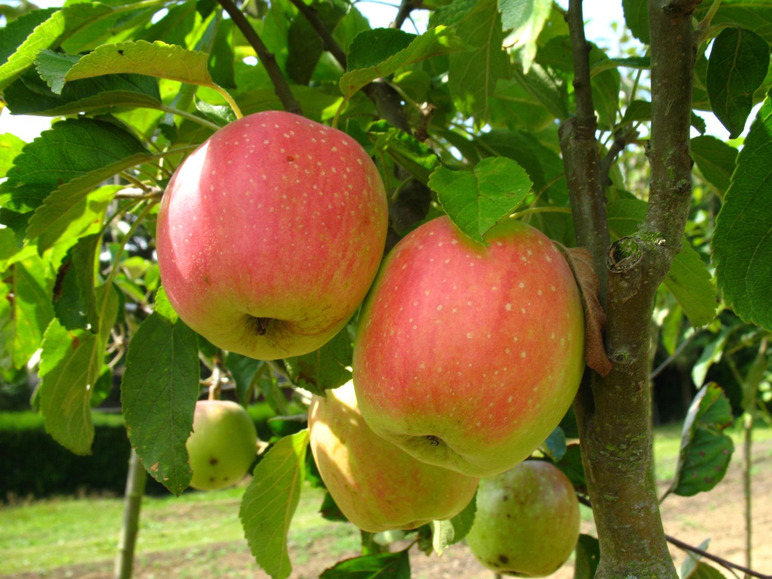 \'Finkenwerder Set: \'Rote Herbstprinz\' Sternrenette\' im Apfelbaum-Klassiker + 2er