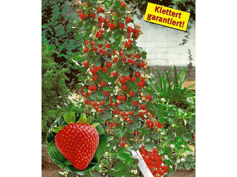 Gehe zu Vollbildansicht: Hummi® Klettererdbeere, 3 Pflanzen, gut geeignet für Beet und Kübel, lange Erntezeit - Bild 1
