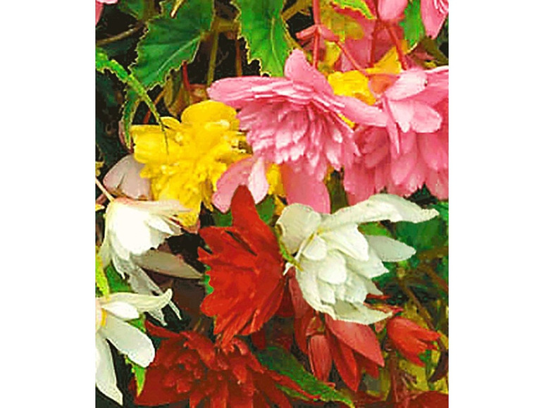 Gehe zu Vollbildansicht: Hänge-Begonien-Mix Illumination,4 Pflanzen Begonia Mischung - Bild 3