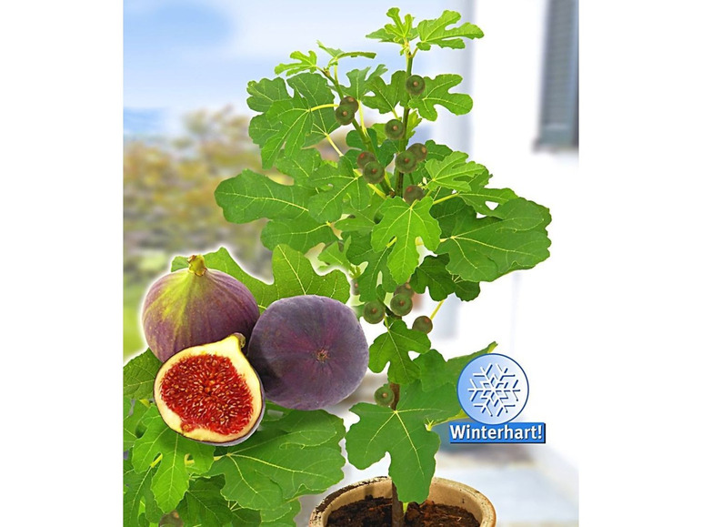 Gehe zu Vollbildansicht: Frucht-Feige Rouge de Bordeaux klein,1 Pflanze Ficus carica Feigenbaum - Bild 2