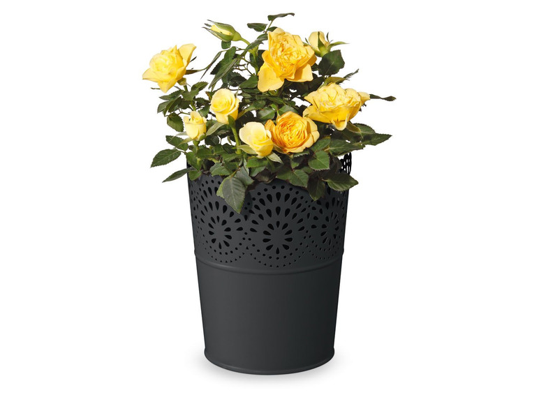 Gehe zu Vollbildansicht: FLORABEST® FLORABEST Blumentöpfe, mit wasserdichtem Metallgefäß - Bild 8