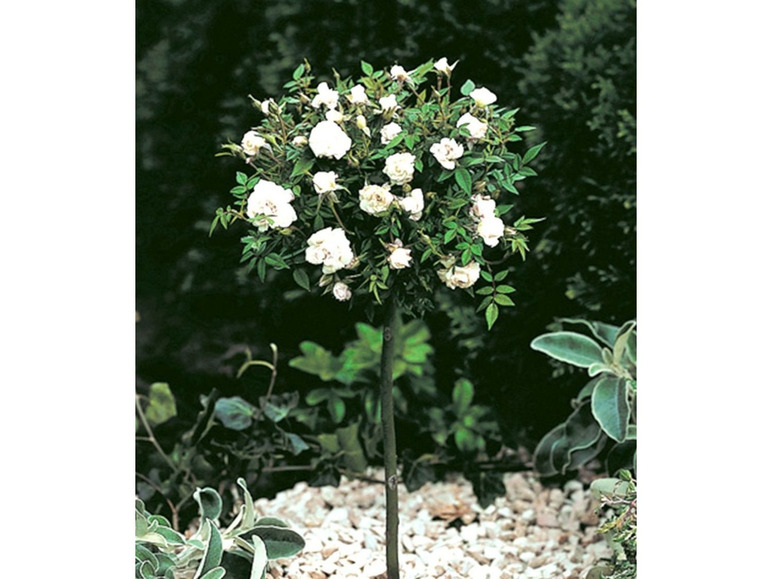 Gehe zu Vollbildansicht: Mini-Stammrose Weiß,1 Pflanze - Bild 2