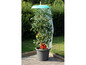 Tomatenpflanze im Topf mit Schutzhaube