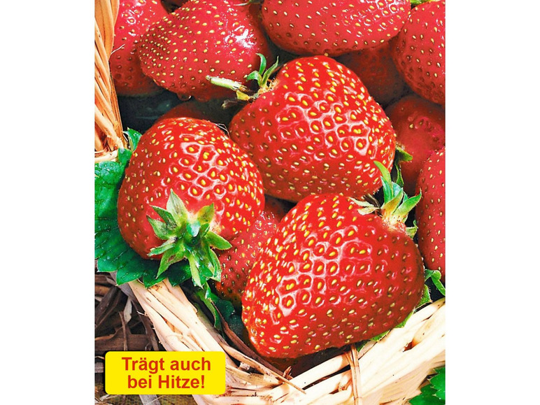 Gehe zu Vollbildansicht: Erdbeeren »Seascape®«, 6 Pflanzen, für Beete und Kübel, auch bei Hitze sehr ertragreich - Bild 1