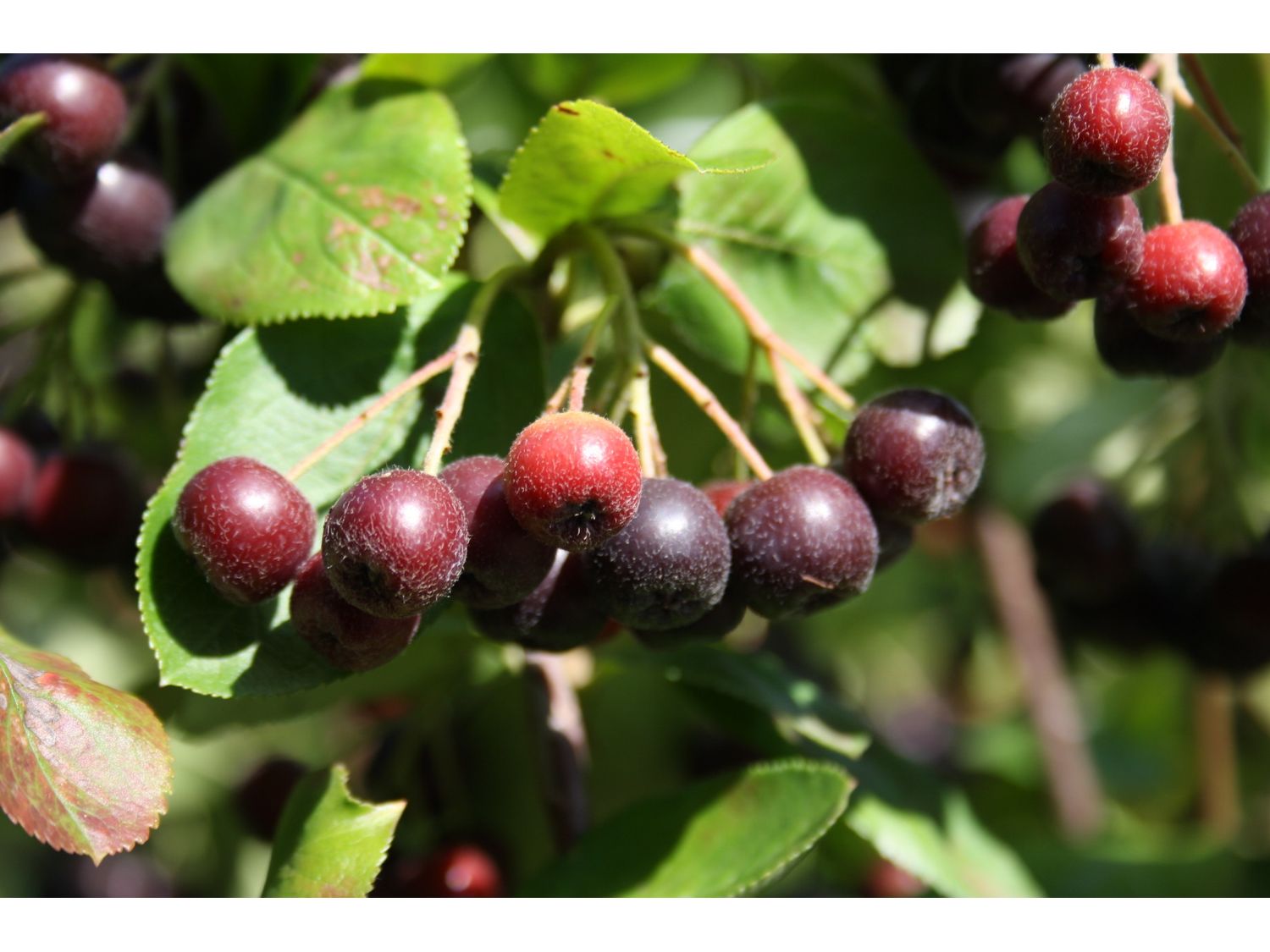 Apfelbeere Viking (1 Pflanze) | 04250697203369 Apfelbeere Viking (1 Pflanze) | 04250697203369