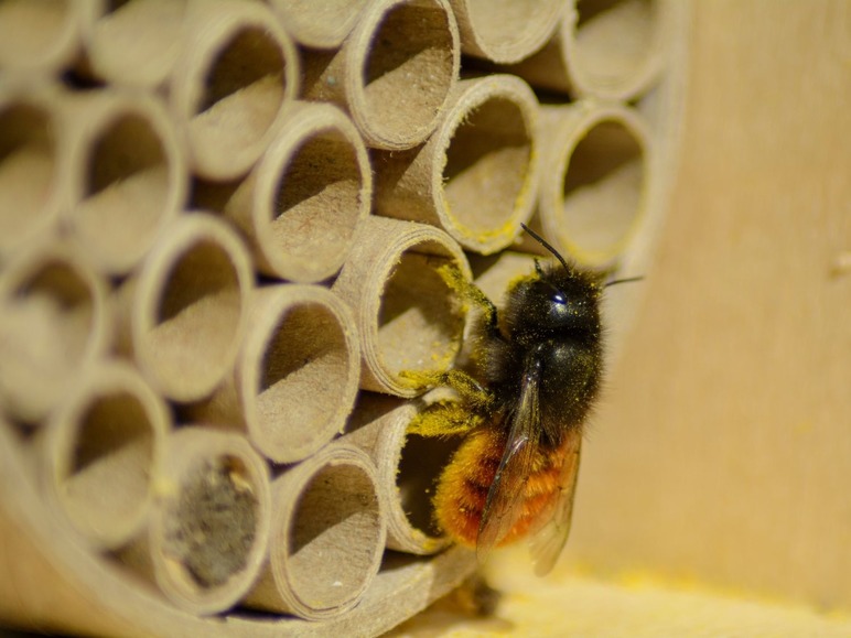 Gehe zu Vollbildansicht: dobar Insektenhotel, Wildbienen-Nisthilfe mit 6 Füllungen, stabile Konstruktion, mit Haken - Bild 4