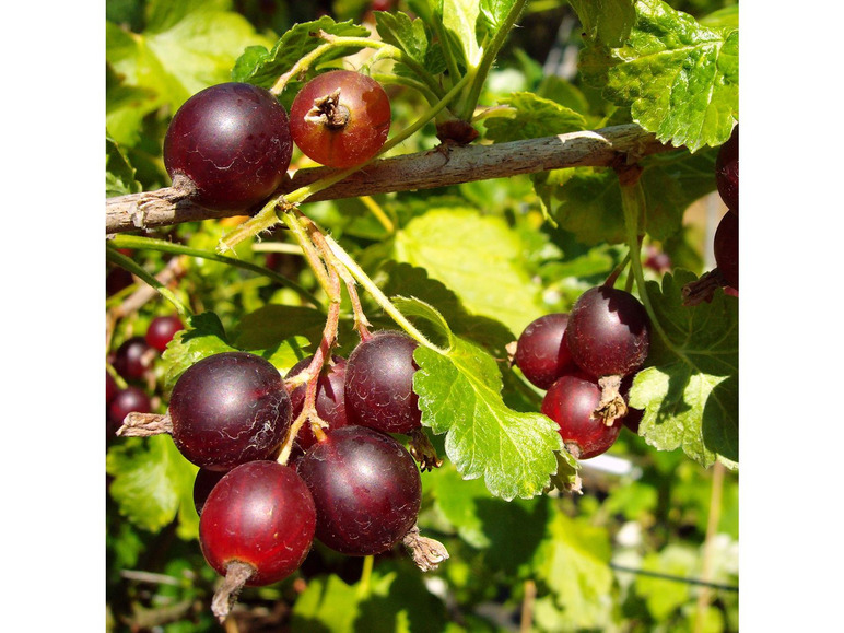 Rote Beeren an einem Zweig in einem grünen Busch.