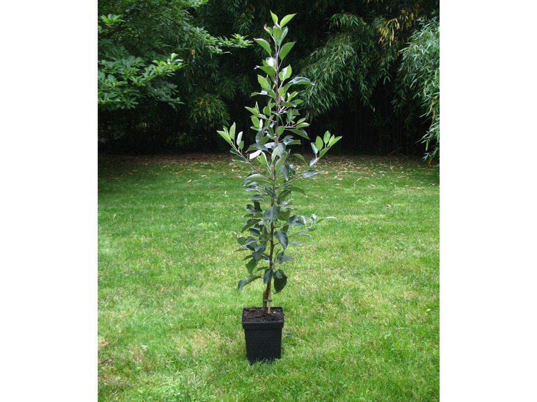 Gehe zu Vollbildansicht: Zwergapfelbaum »Cox Orange«, 1,8 - 2 Meter Wuchshöhe, mittelgroße Früchte, süß-aromatisch - Bild 2