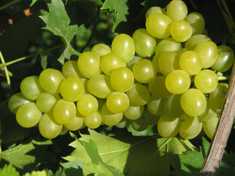 Gehe zu Vollbildansicht: Weinreben-Sortiment, bestehend aus je 1 Pflanze Phönix ®, Regent ® und Lakemont kernlos ® - Bild 1