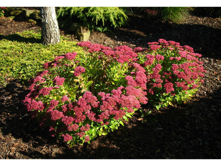 Rosa blühende Pflanzen in einem Garten.