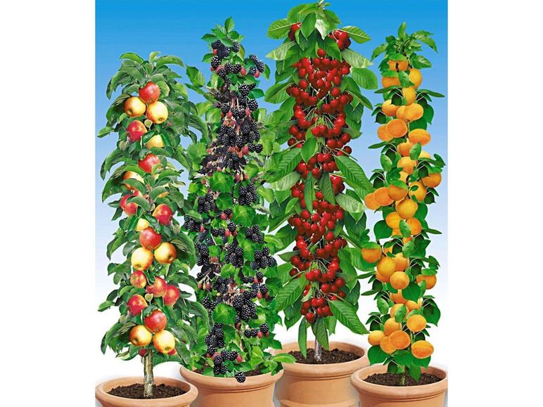Gehe zu Vollbildansicht: Säulen-Obst-Raritäten-Kollektion Apfel, Brombeere, Kirsche + Aprikose, 4 Pflanzen Obstbäume - Bild 2