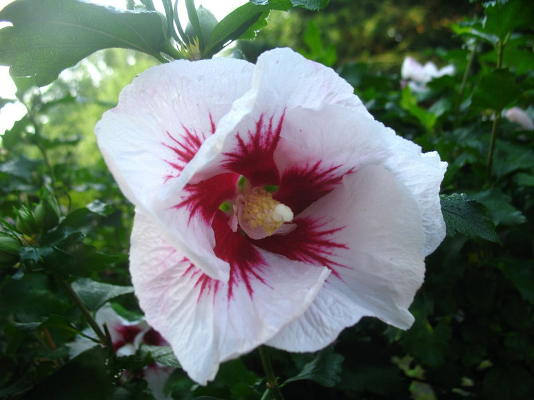 Heart® gezogen, blühend Hibiskus zum Red rot-weiß Stämmchen