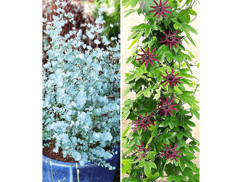 Gehe zu Vollbildansicht: Winterharter Eukalyptus & Winterharte Passionsblume, 2 Pflanzen - Bild 1