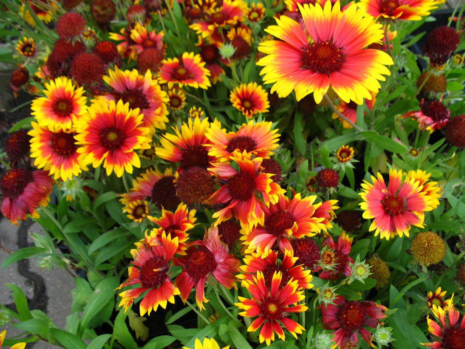 Kokardenblume 'Kobold', 3 Pflanzen online kaufen LIDL