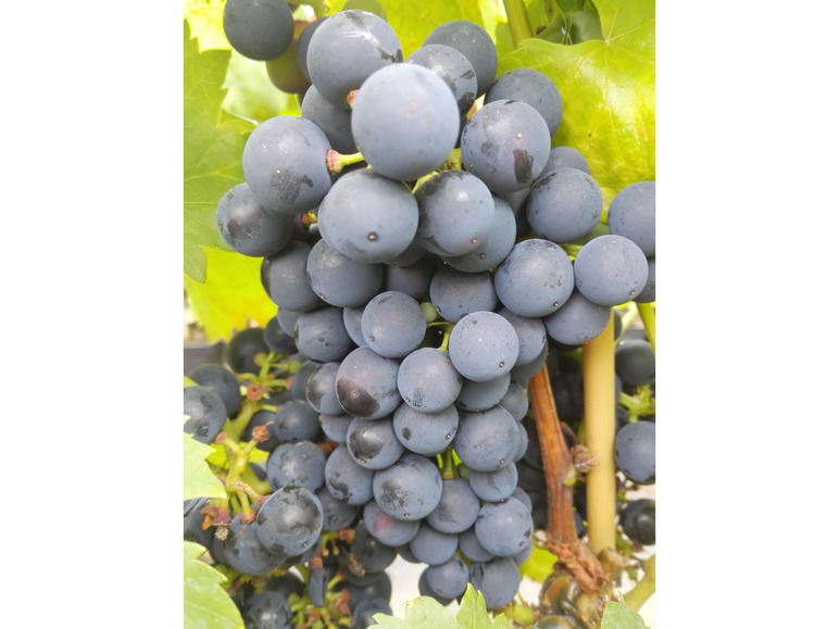 Gehe zu Vollbildansicht: Weinreben-Sortiment, bestehend aus je 1 Pflanze Phönix ®, Regent ® und Lakemont kernlos ® - Bild 2