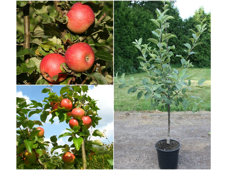 Gehe zu Vollbildansicht: Apfelbaum »Alkmene« und »James Grieve«, 2 Sorten, süß-säuerlich, 300 - 400 cm Wuchshöhe - Bild 1