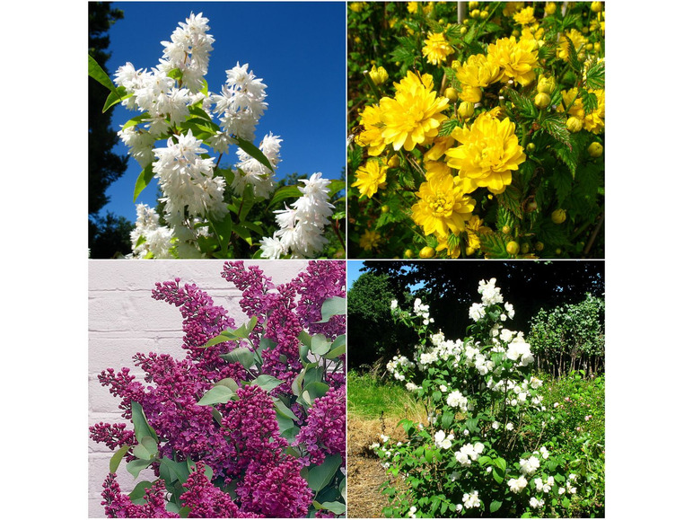 Gehe zu Vollbildansicht: Blütensträucher-Sortiment I, bestehend aus: Kerria, Falscher Jasmin, Flieder, Maiblumenstrauch, je 1 Pflanze - Bild 1