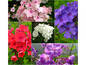 Blumencollage mit rosa, weißer, roter und lila Phlox.