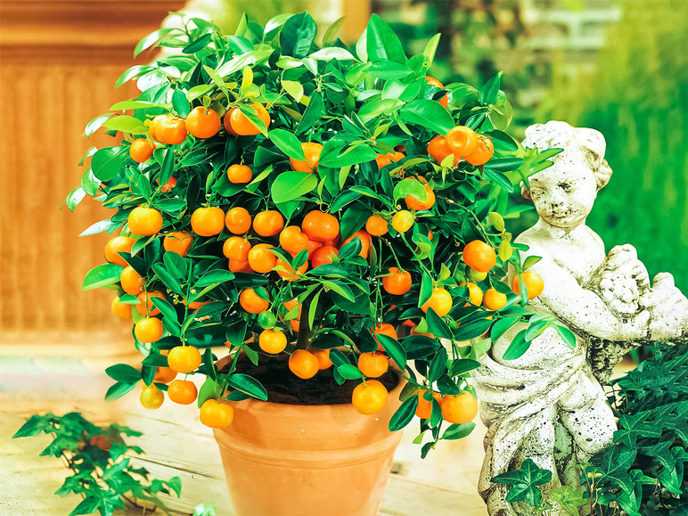 Gehe zu Vollbildansicht: Orangen-Bäumchen,1 Pflanze Citrus microcarpa Calamondin Zitruspflanze - Bild 1