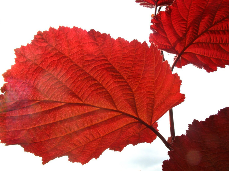Gehe zu Vollbildansicht: Haselnussbaum »Rote Zellernuss«, mittelgroße Nüsse, mit dunkelroten Kätzchen, winterhart - Bild 4