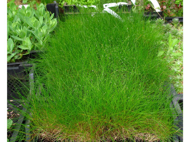 Gartenpflanzen gnstig online kaufen | LIDL