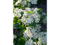 Weiße Blüten an einem Aronia-Strauch.