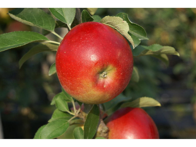 Rote Äpfel an einem Baum