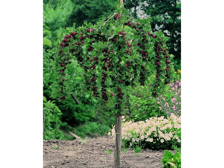 Gehe zu Vollbildansicht: Stachelbeer-Stamm »Hinnonmäki®«, winterhart, mehrjährig, 1 Pflanze, 150 cm Wuchshöhe - Bild 2