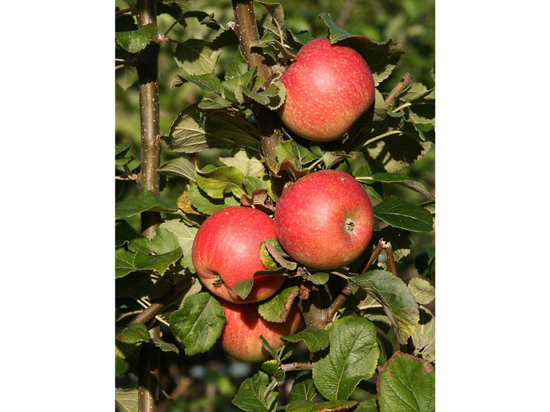 Gehe zu Vollbildansicht: Apfel 'Alkmene', Spindel, langsam und schlank wachsend - Bild 1