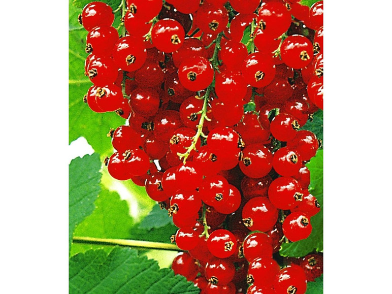 Gehe zu Vollbildansicht: Johannisbeeren 'Rote Rovada', 1 Stamm, Ribes rubrum - Bild 2