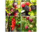 Schwarze Johannisbeeren, Himbeeren und rote Johannisbeeren an den Büschen.