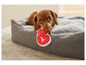 Ein Hund in einem Hundebett kaut auf einem roten Gummispielzeug in Form eines Steaks.