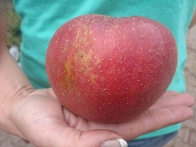 Ein roter Apfel in einer Hand.