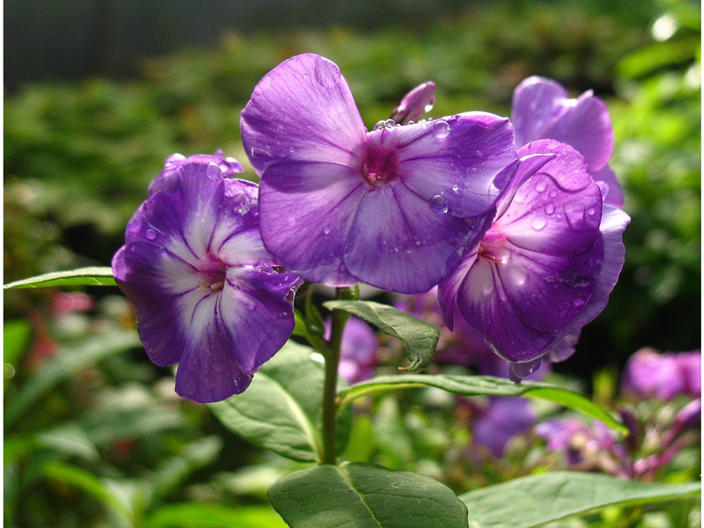 Gehe zu Vollbildansicht: Hoher Staudenphlox, violett blühend, 2 Pflanzen im 1 Liter Topf - Bild 2