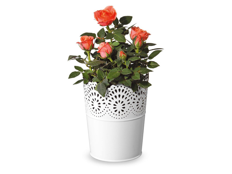 Gehe zu Vollbildansicht: FLORABEST® FLORABEST Blumentöpfe, mit wasserdichtem Metallgefäß - Bild 9