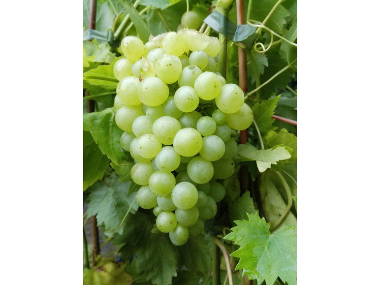 Weinreben-Sortiment, bestehend 1 ® ®, Pflanze kernlos ® Regent je und Phönix Lakemont aus