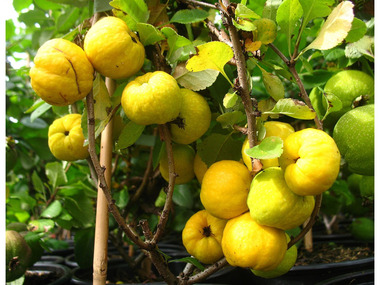 Japanische Zierquitte »Cido«, sehr hoher Vitamin-C-Gehalt, säuerlich, winterhart, robust