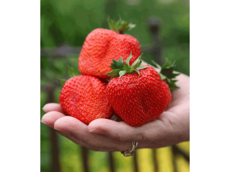 Gehe zu Vollbildansicht: Erdbeere »Sweet Mary XXL®«, 3 Pflanzen, besonders große Früchte, sehr ertragreich - Bild 1