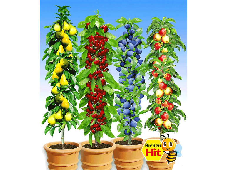 Gehe zu Vollbildansicht: Säulen-Obst-Kollektion Birne, Kirsche, Pflaume & Apfel, 4 Pflanzen - Bild 1