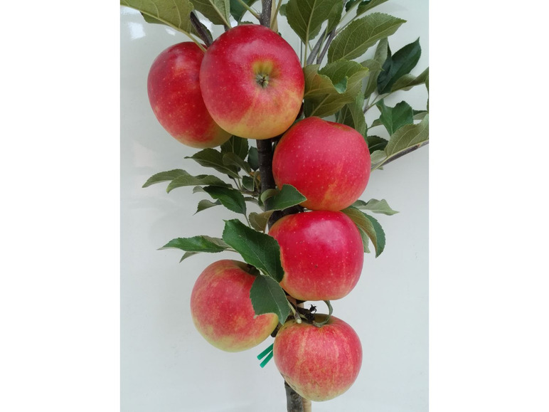 Rote Äpfel an einem Zweig mit grünen Blättern.