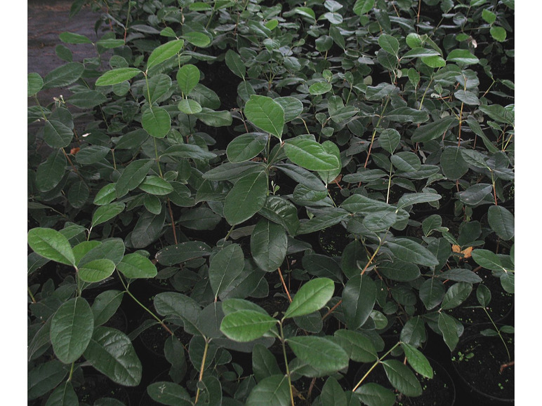 Gehe zu Vollbildansicht: Brasilianische Guave - Ananasguave 'Mammoth' - Rarität - Bild 2