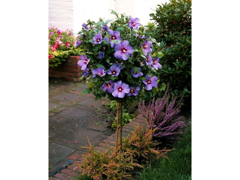 Hibiskus blühend gezogen, zum bleu® Oiseau blau Stämmchen