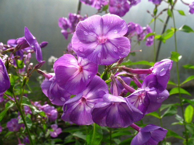 Gehe zu Vollbildansicht: Hoher Staudenphlox, violett blühend, 2 Pflanzen im 1 Liter Topf - Bild 1