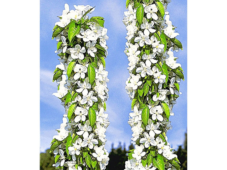Gehe zu Vollbildansicht: Säulen-Kirschen 'Sylvia® & Helena®', 2 Pflanzen Säulenobst, Kirschbaum - Bild 2