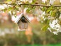 Ein hölzernes Vogelhaus hängt an einem blühenden Ast.